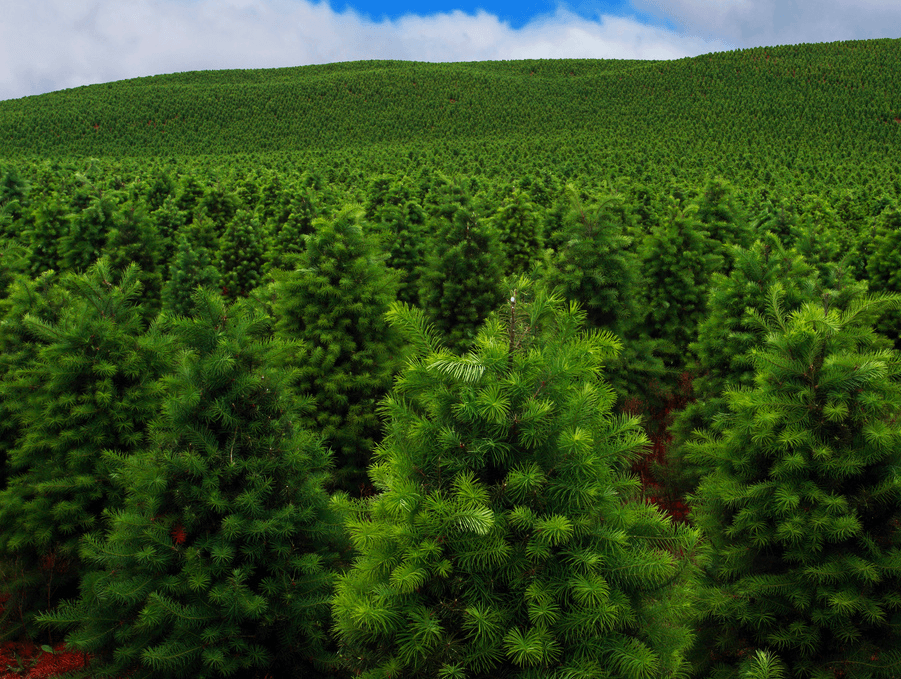 Genetic Screening for Christmas Trees