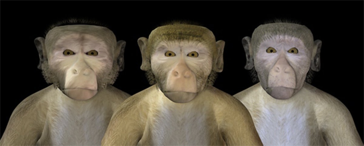 Monkeys Fall into the 'Uncanny Valley' Too