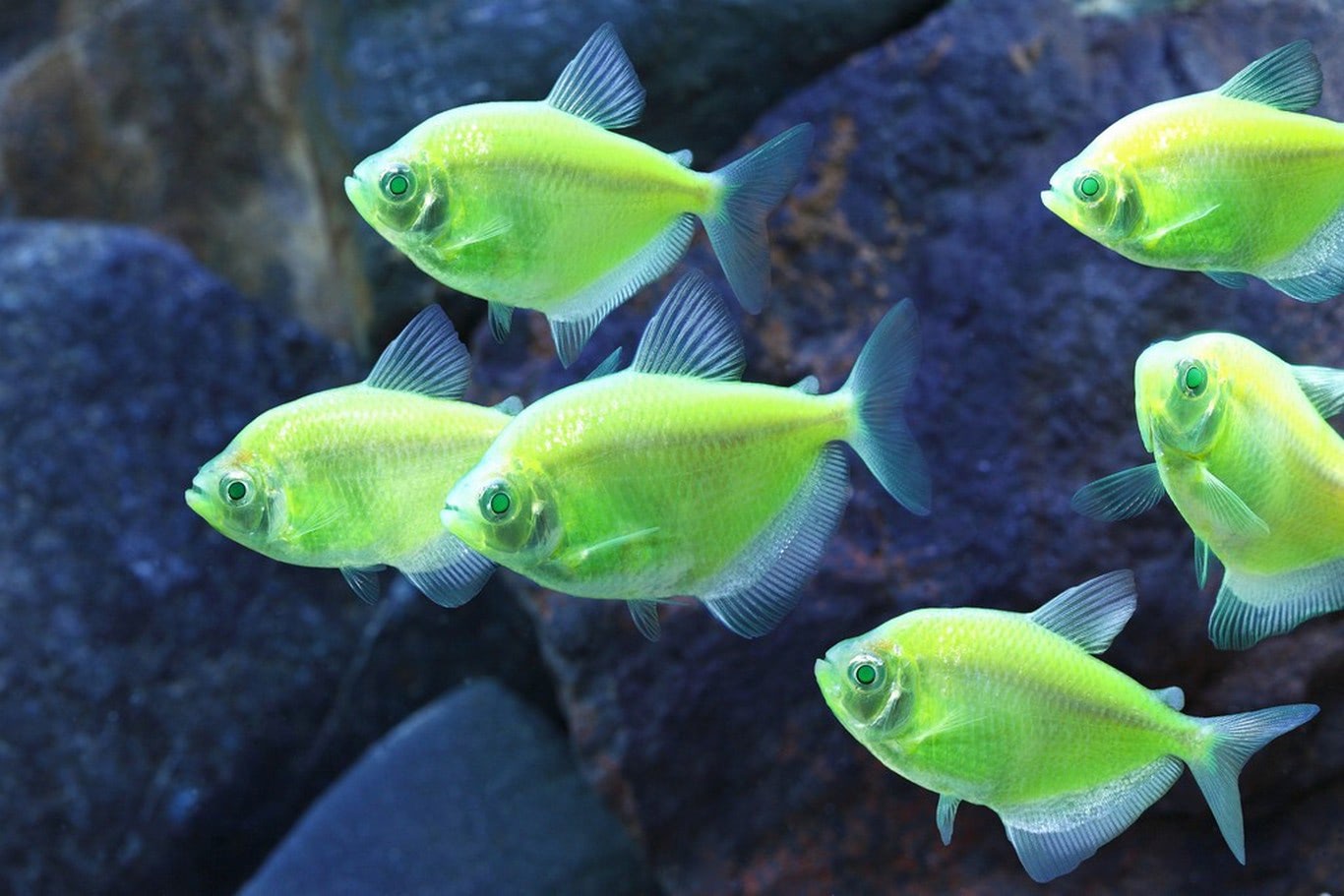 Why It s Time to Calm Down about Invasive GM GloFish