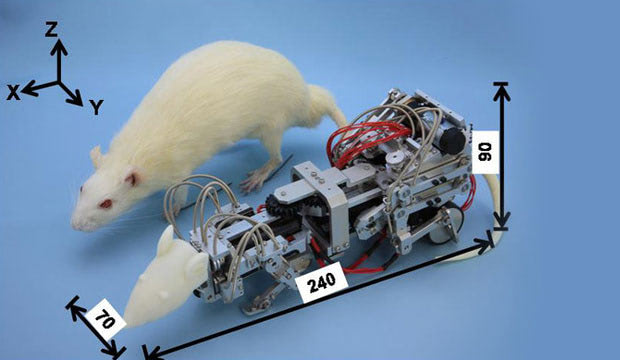 A Robot to Make Rats Depressed