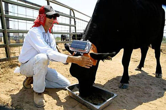 Bye Bye Barbed Wire: Cow-Mounted GPS Will Enable "Virtual Fencing"