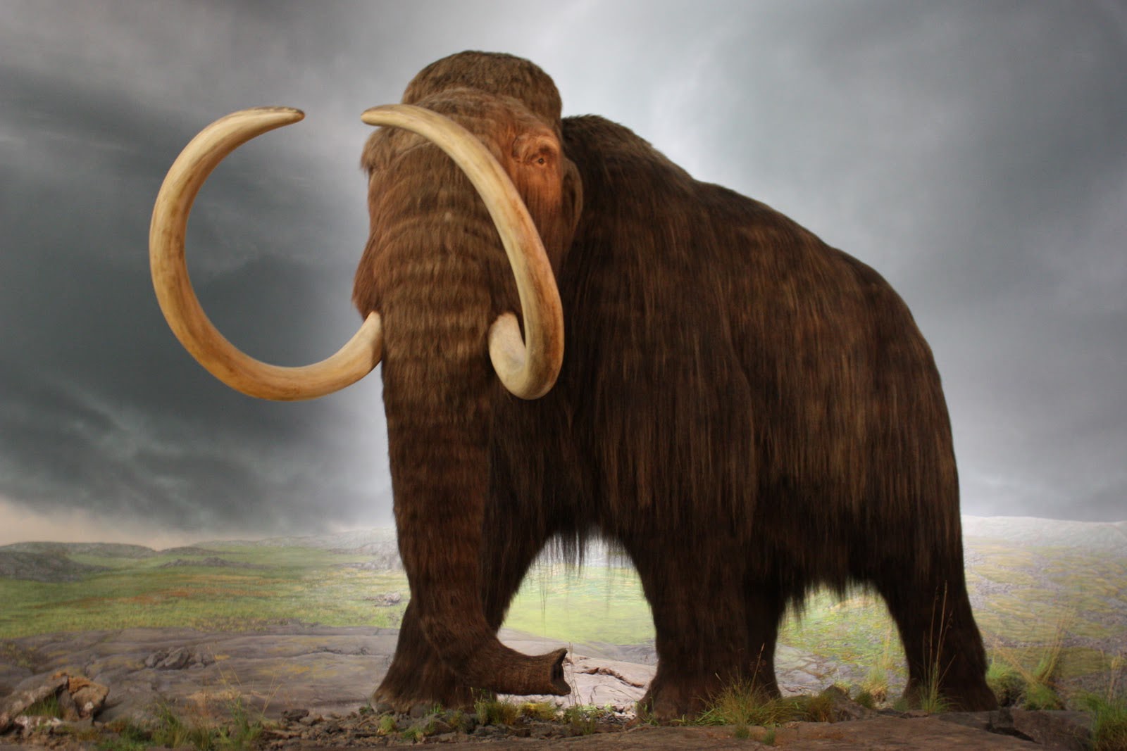 Moments in Meat History Part II- The Last Mammoths