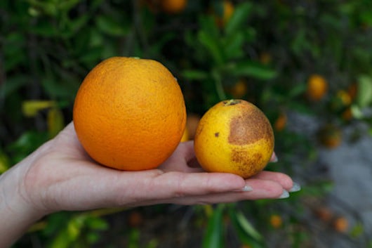 Oranges Are Going Extinct – Unless a Gene from Spinach Can Help