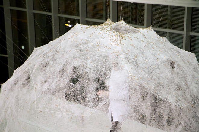 The "Silk Pavilion" Combines Digital and Biological Architecture