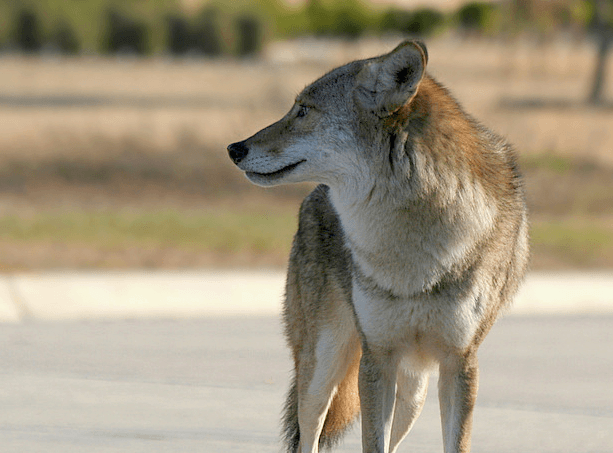 Totem Animals for the Anthropocene