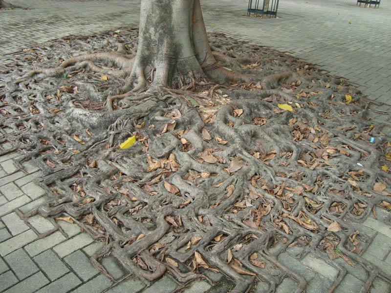 Tree Caught up in the Matrix | Next Nature