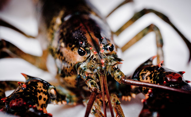 Why Are Lobsters Thriving in Maine?