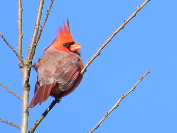 Angry Birds in Real Life