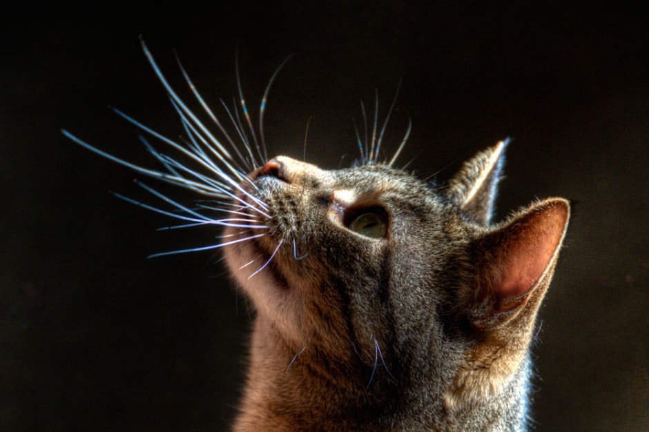 Cat-like Sensitive Whiskers for Robots | Next Nature