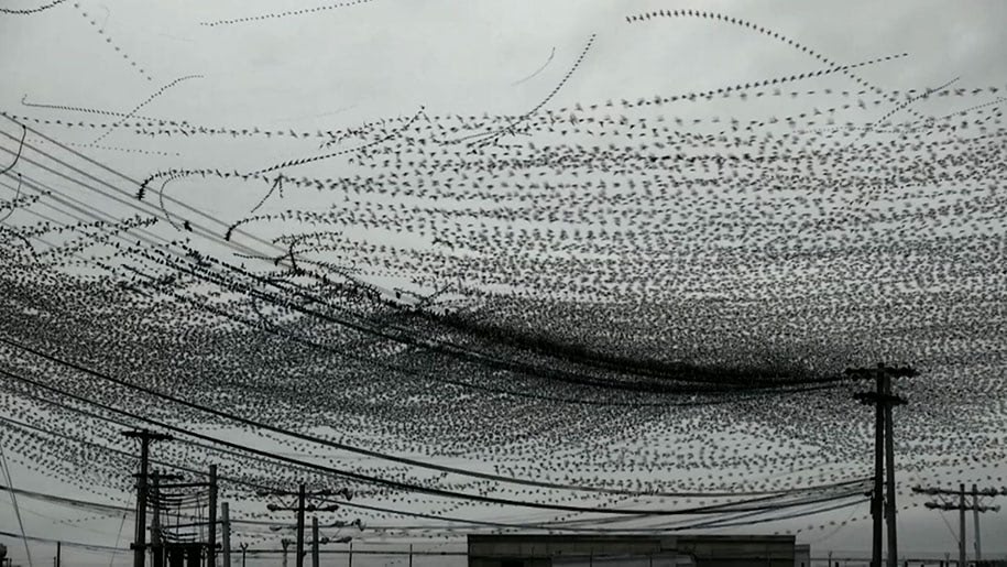 Flight Paths Of Birds Captured On Video | Next Nature