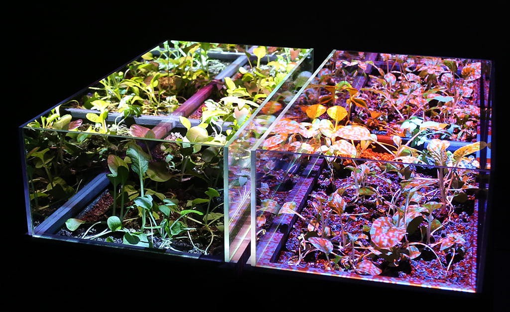 Growing Crops with Video Projections