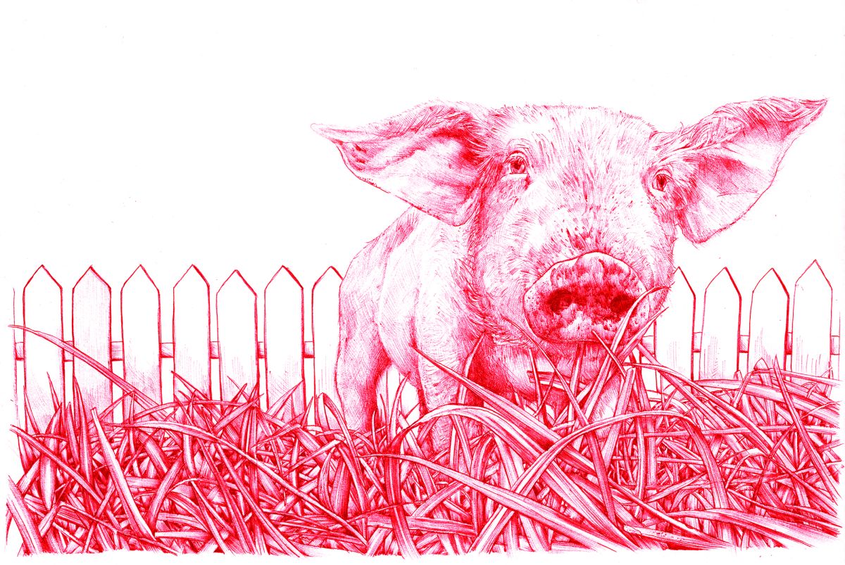 In Vitro Meat: Animal Liberation?