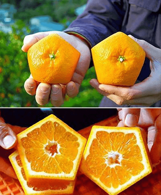 Pentagonal Orange