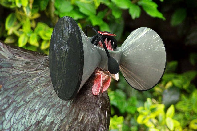 Virtual Reality Headset for Chickens