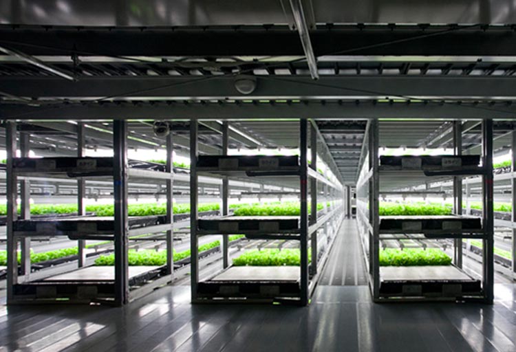 Did a Robot Grow your Vegetable?