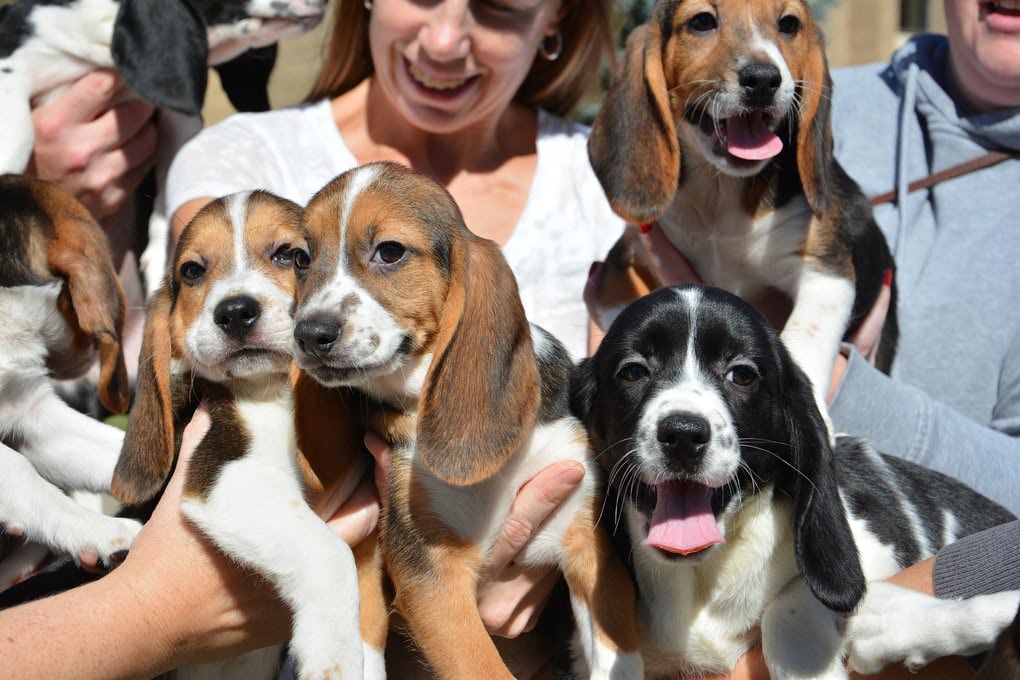 First Puppies Born by In Vitro Fertilization