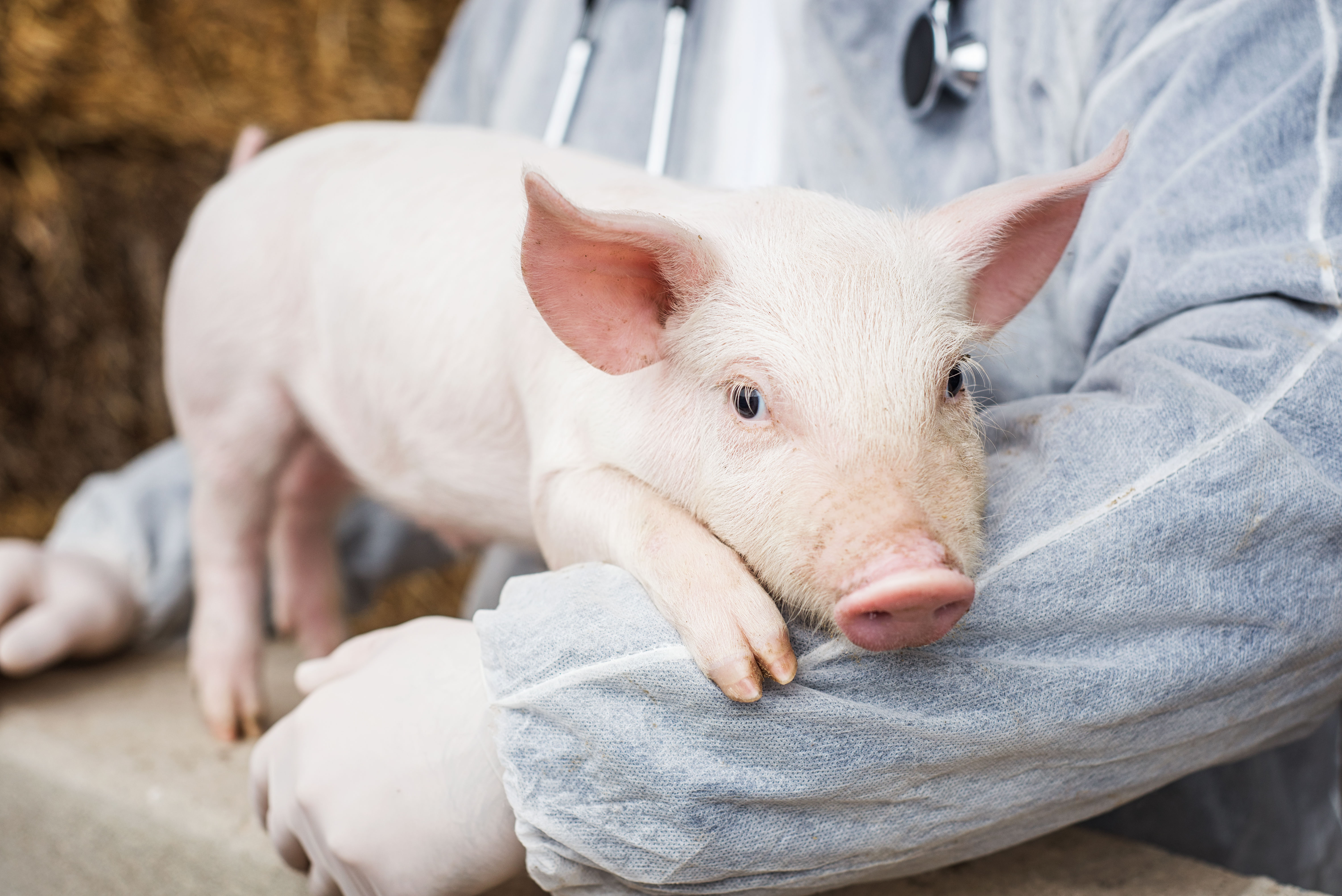 GM Pigs for Animal-to-Human Organ Transplant