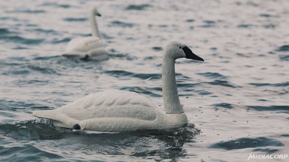 Robot Swans Monitor Water Quality