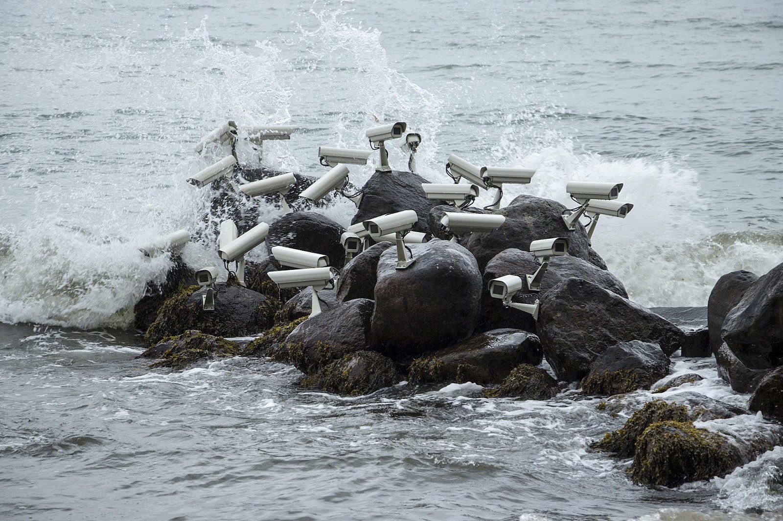 Surveillance Gulls