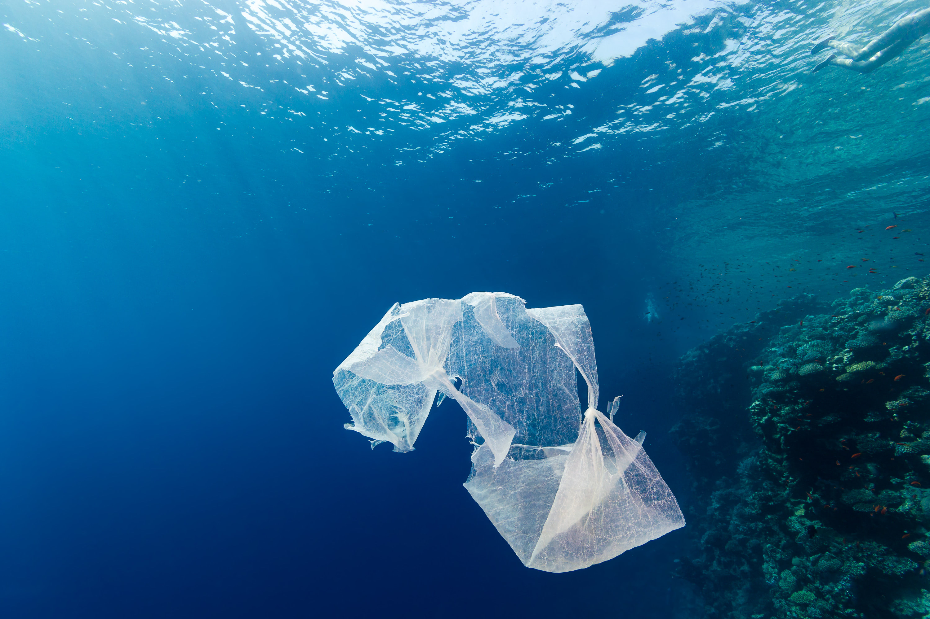 The Plastic Problem #1: Biobased and Biodegradable Plastic