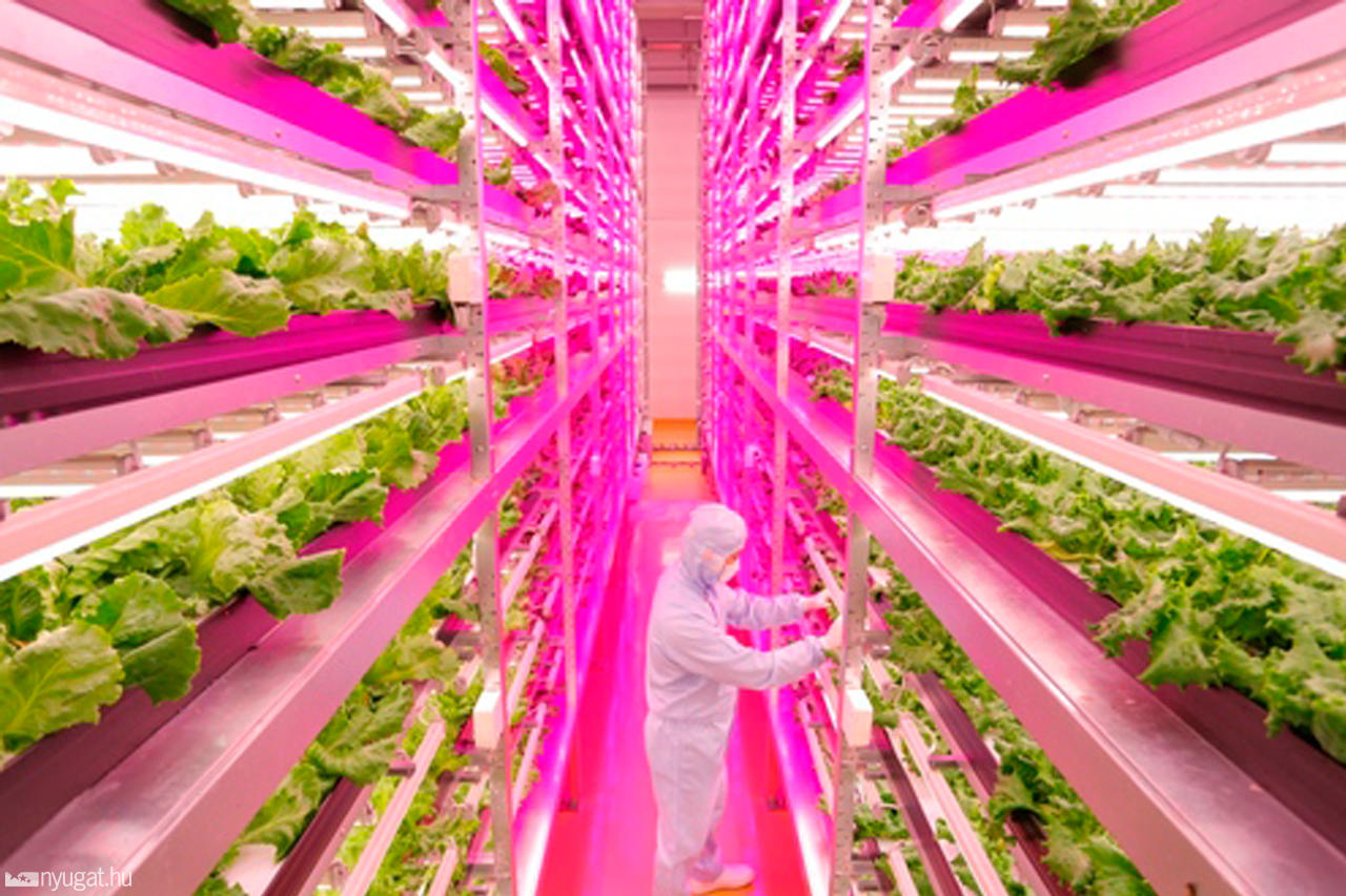 The World’s Largest Indoor Farm