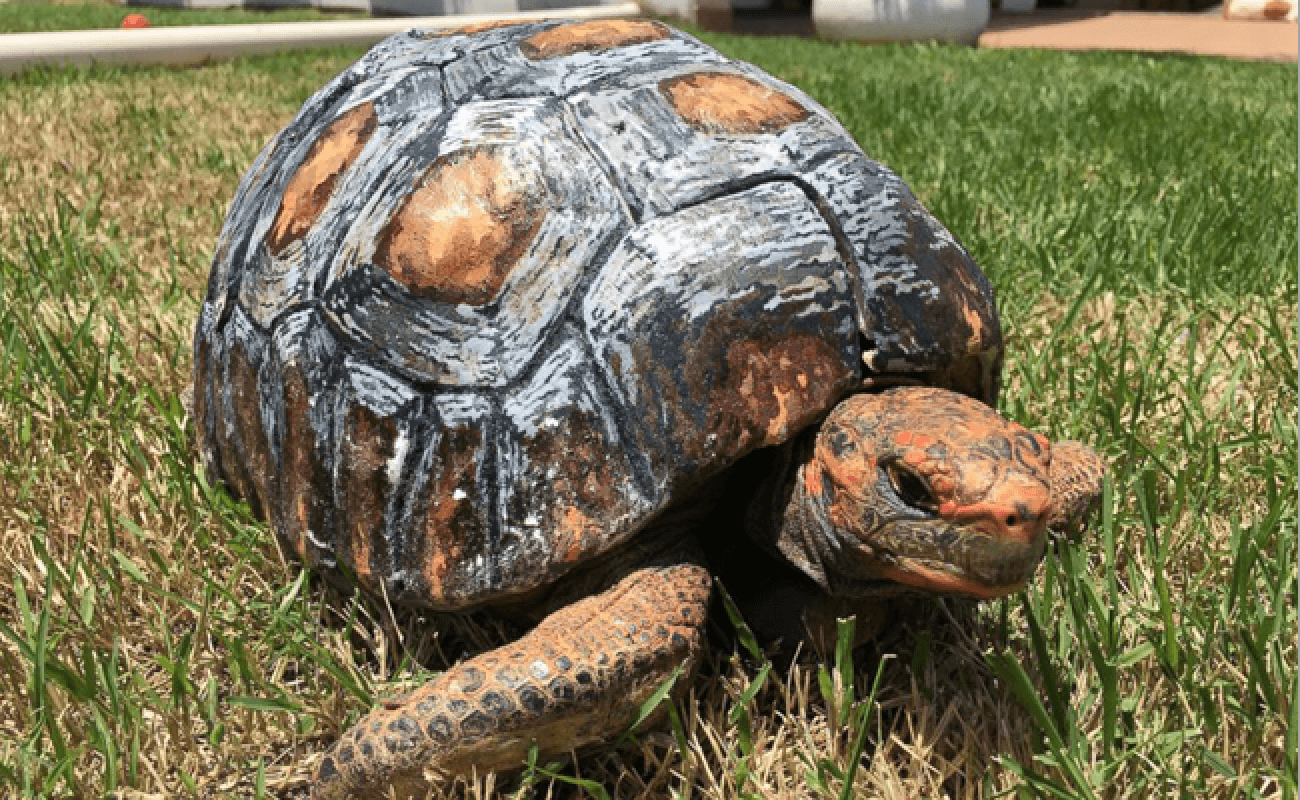 3D-Printed Shell to Save Tortoise's Life