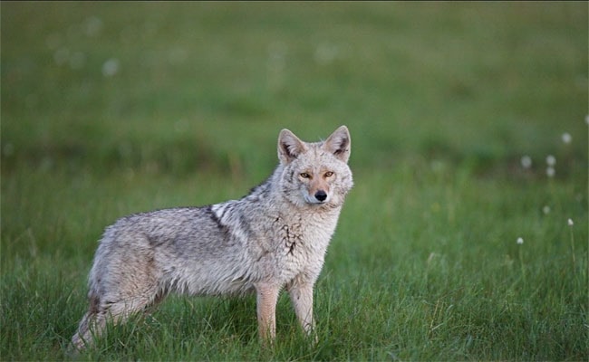 The Coywolf: 65% Wolf, 25% Coyote, 10% Dog