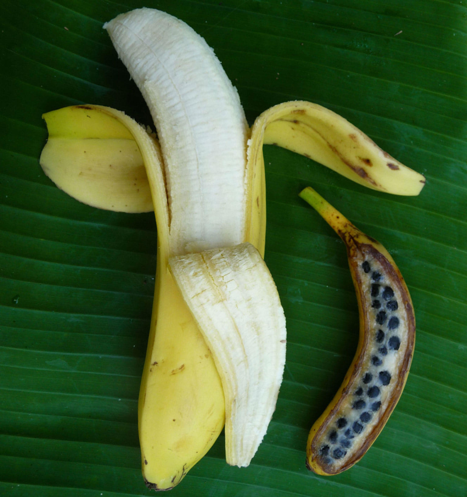 Banana by Design