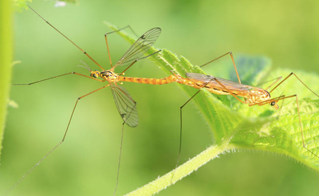 A Mosquito Factory to Defeat Zika Virus