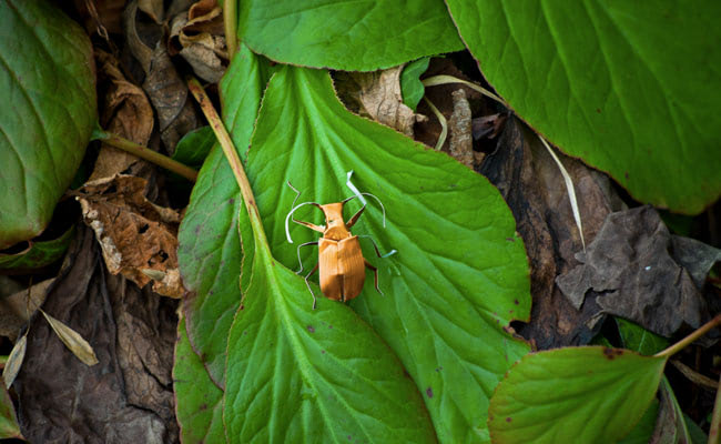 Plastic Pod Beetles