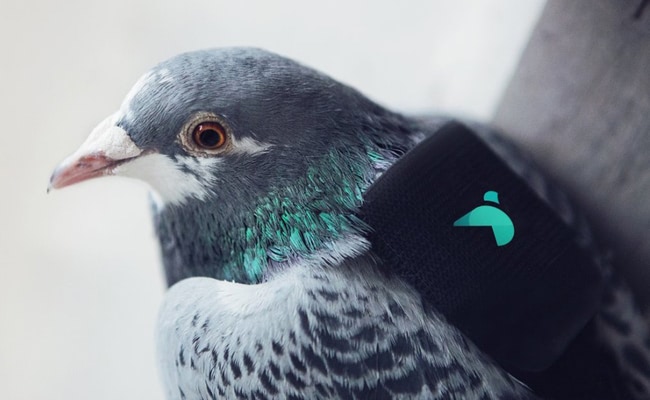 Pigeons Are Monitoring Air Quality