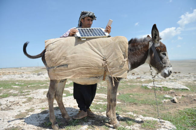 Solar-Powered Donkeys to Stay Online | Next Nature