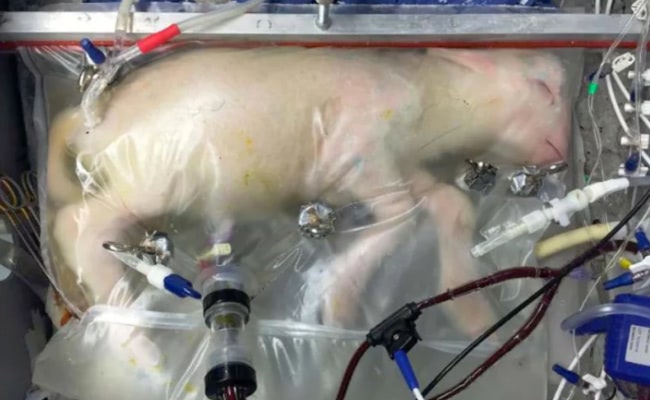 2017 - Artificial Womb Incubates Fetal Lamb