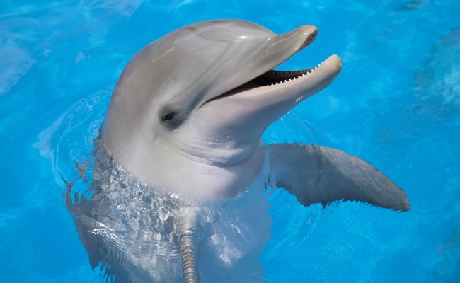 AI Tries to Decode Dolphins