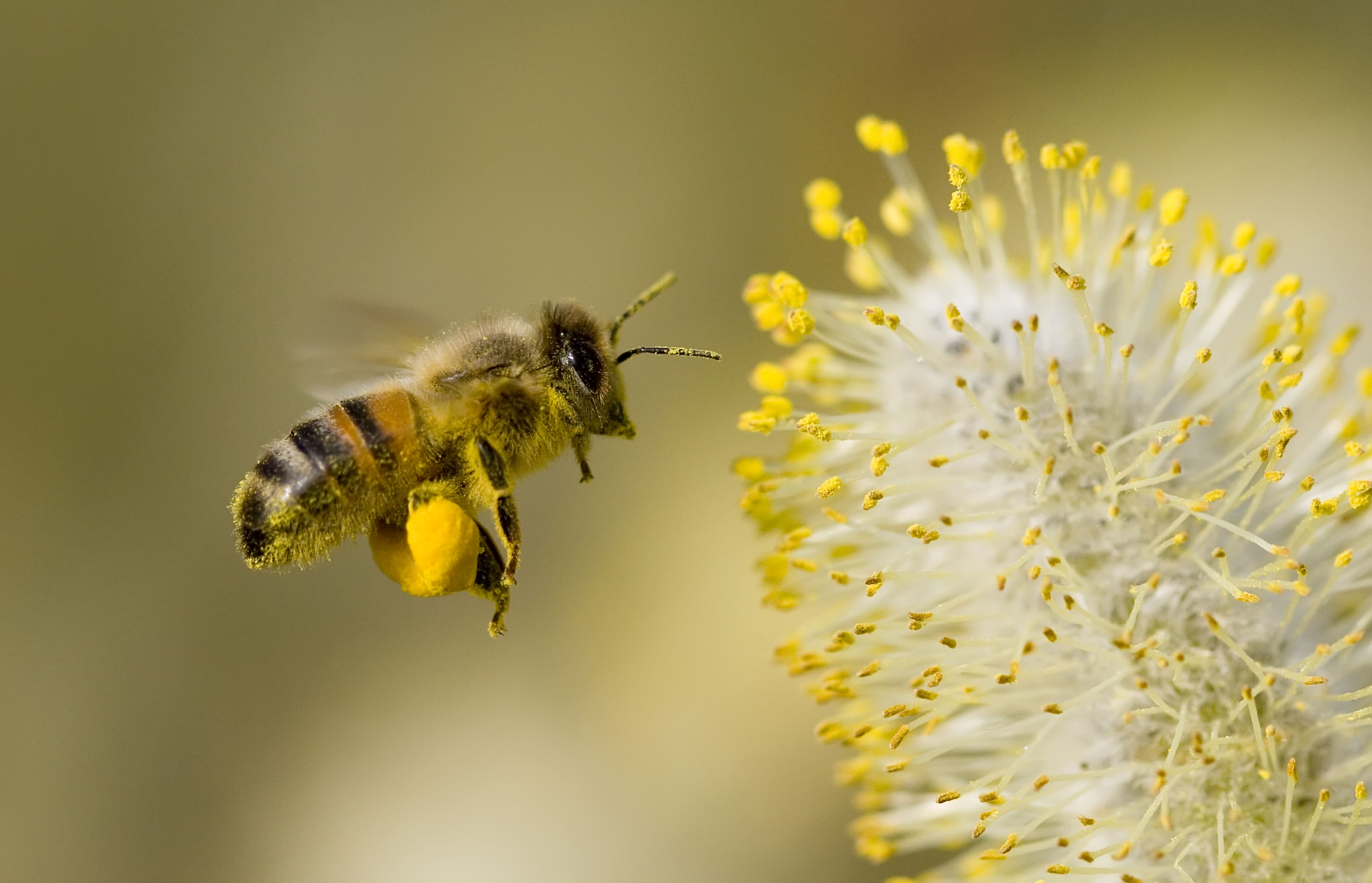 Artificial Light Threatens Pollination