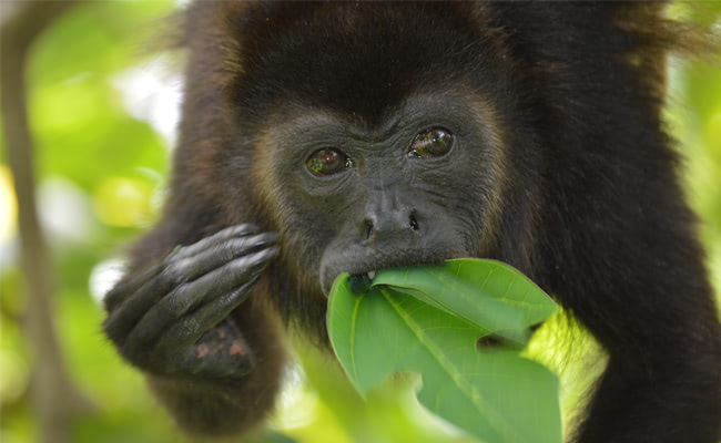 Climate Change Turns Leaves into Junk Food