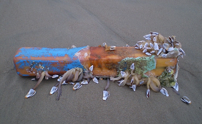 Cruising Critters Travel the Ocean on Plastic