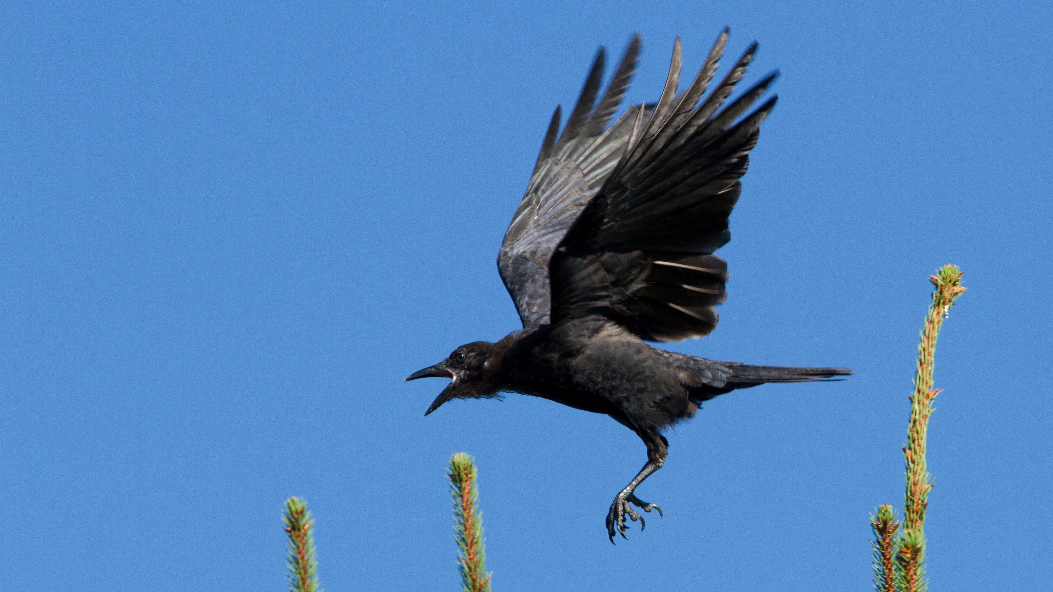 Teaching Crows to Clean Up Cigarette Butts