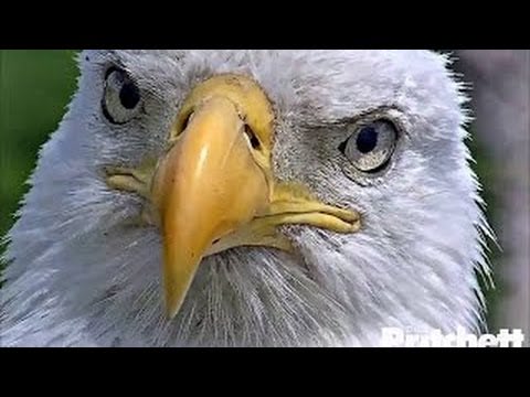 Keeping Up with the Eagles: Birdwatching 2.0