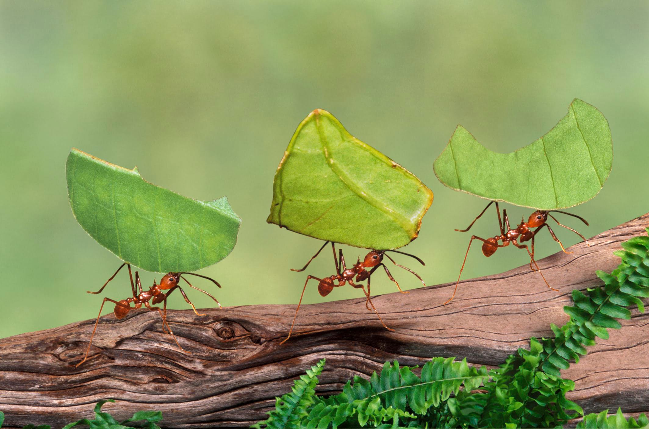 Lazy Worker Ants