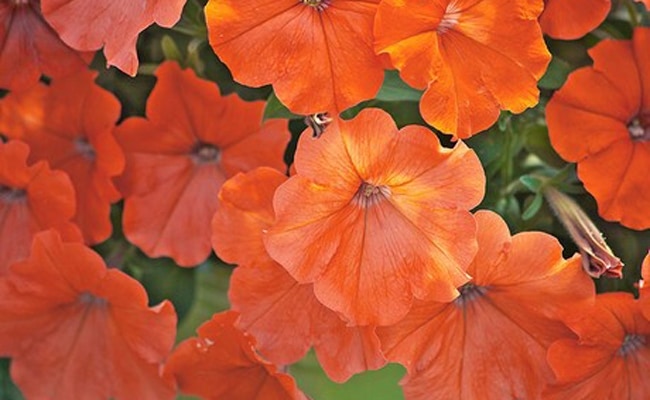 Orange Petunias Banned in Europe