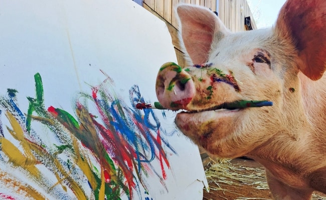 Pigcasso: the Painting Pig