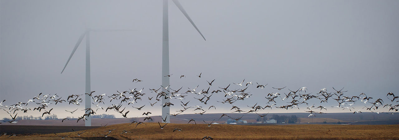 Wind Turbines Threatens Birdlife