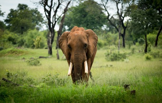 Elephants are geodesigners