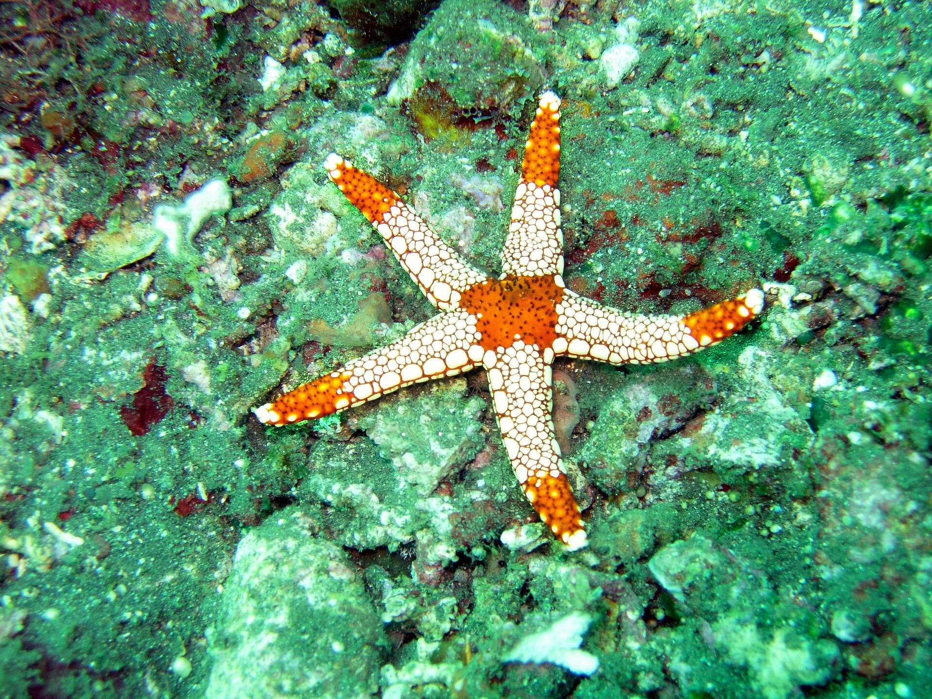 How a starfish inspires robotic design