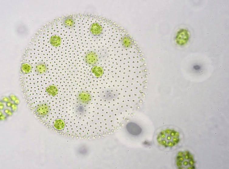 Meet the lungs of the sea: phytoplankton