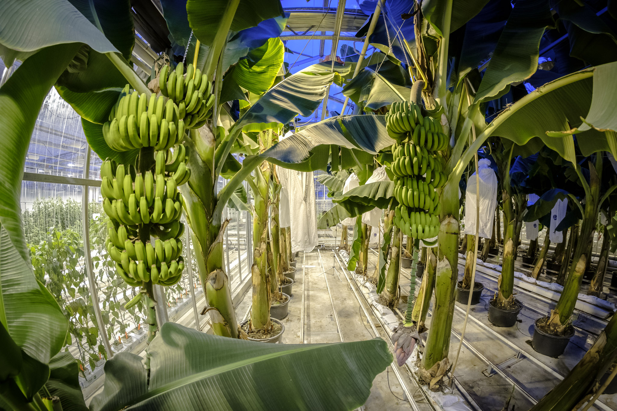 A Dutch startup is saving the banana from extinction