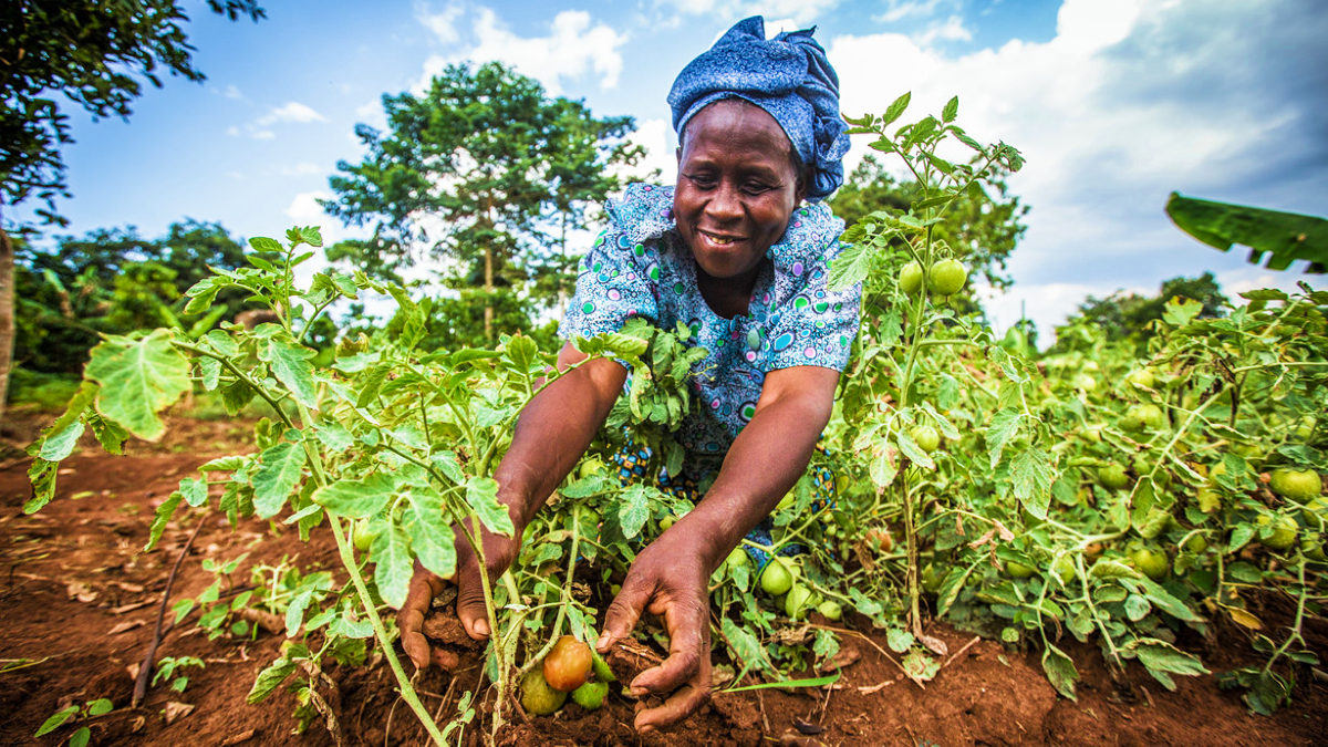 How WhatsApp voice memos help Senegal's farmers