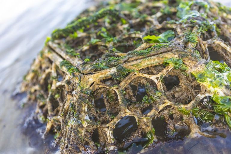 Will 3D-printed mussel reefs be the next nature?