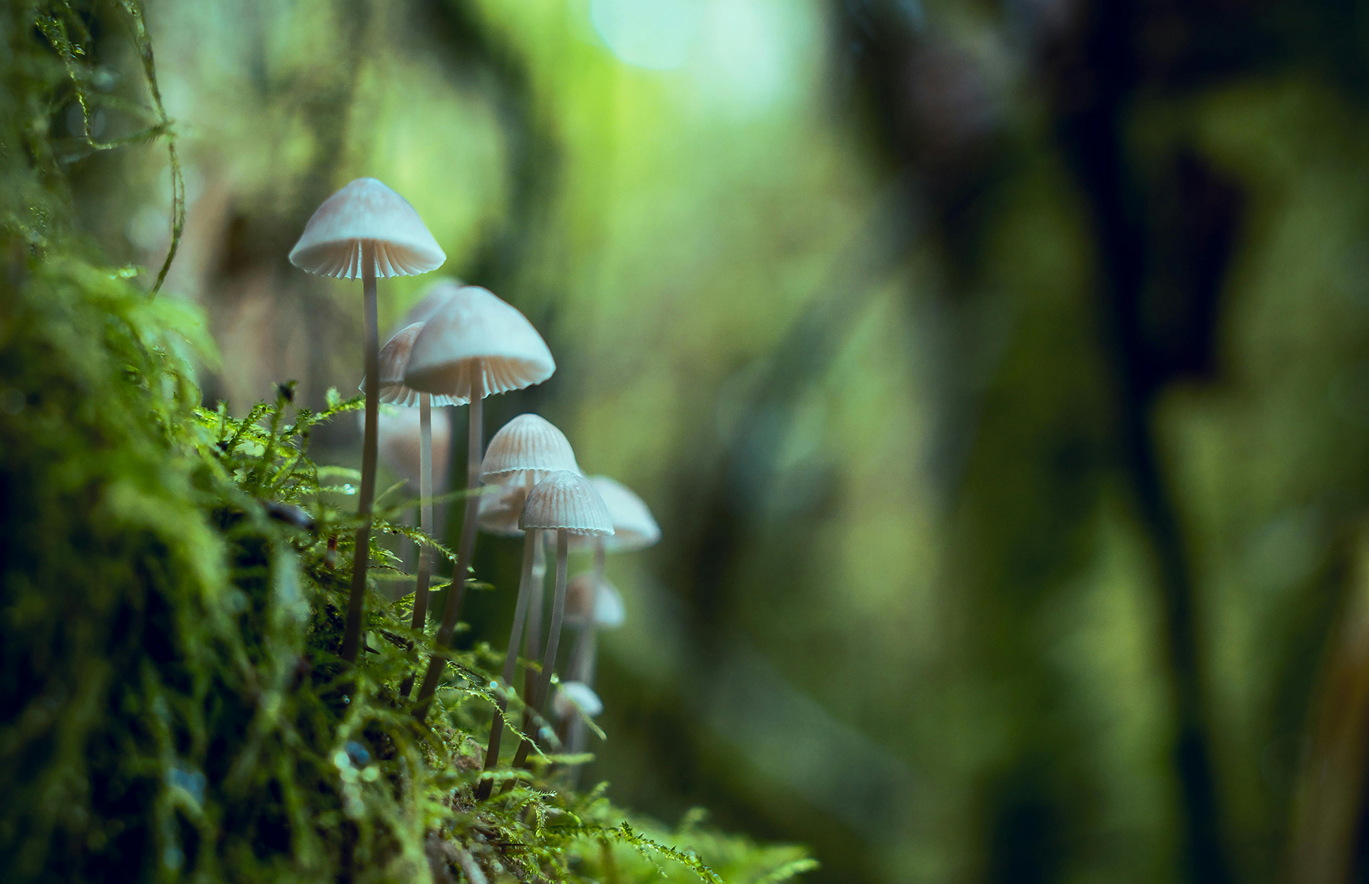 Mushroom magic: the mycelium revolution you never knew about